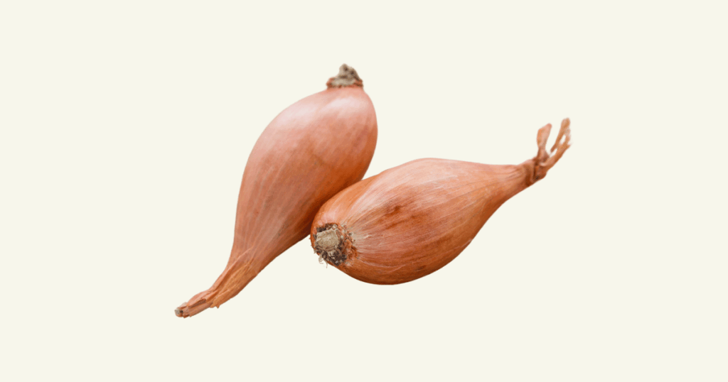 Echalote　エシャロット